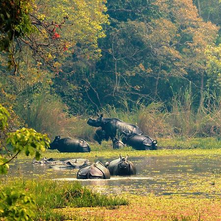 Chitwan Gaida Lodge - Animal Lovers & Birdwatchers Paradise 사우라하 외부 사진