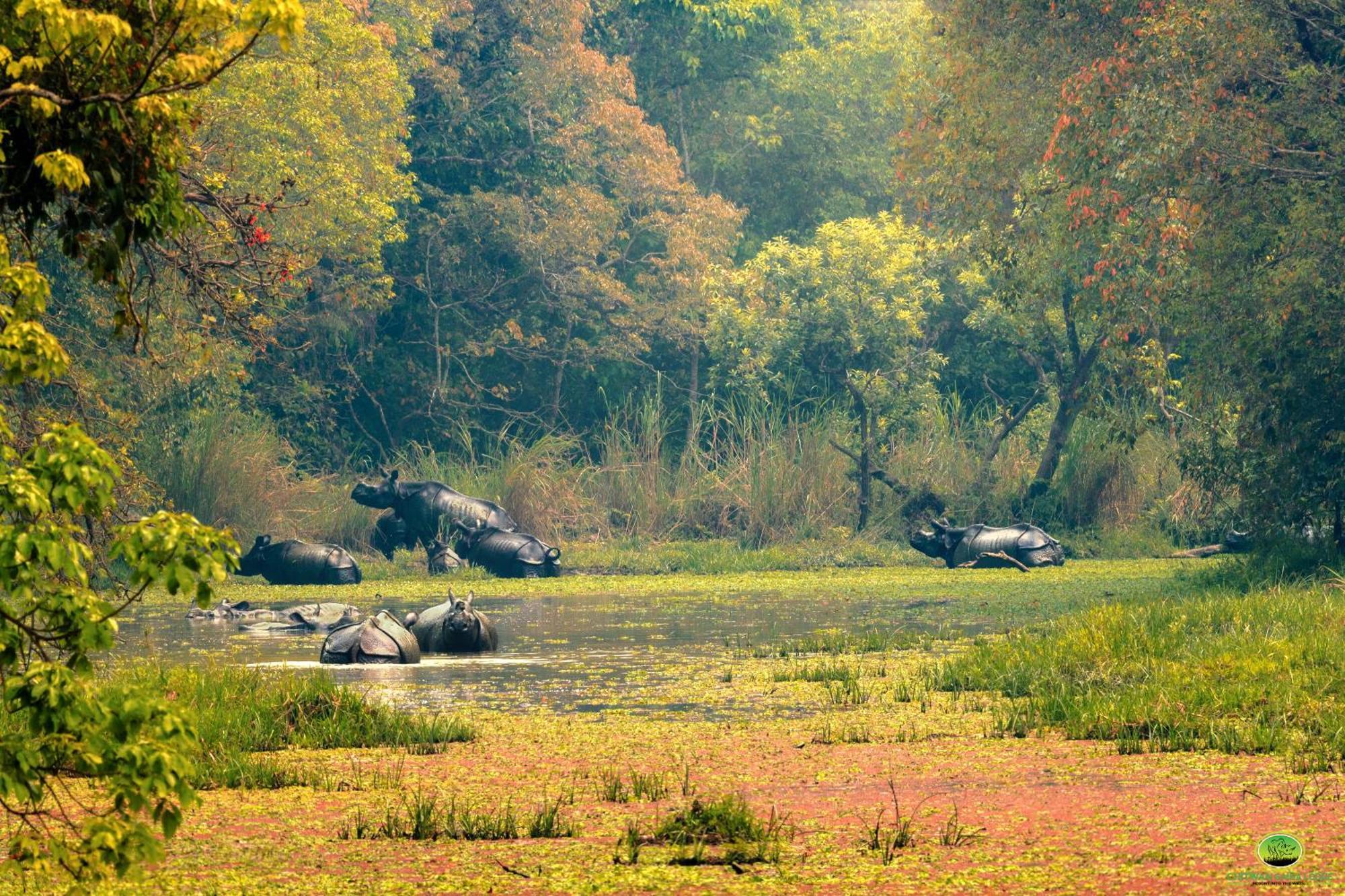 Chitwan Gaida Lodge - Animal Lovers & Birdwatchers Paradise 사우라하 외부 사진