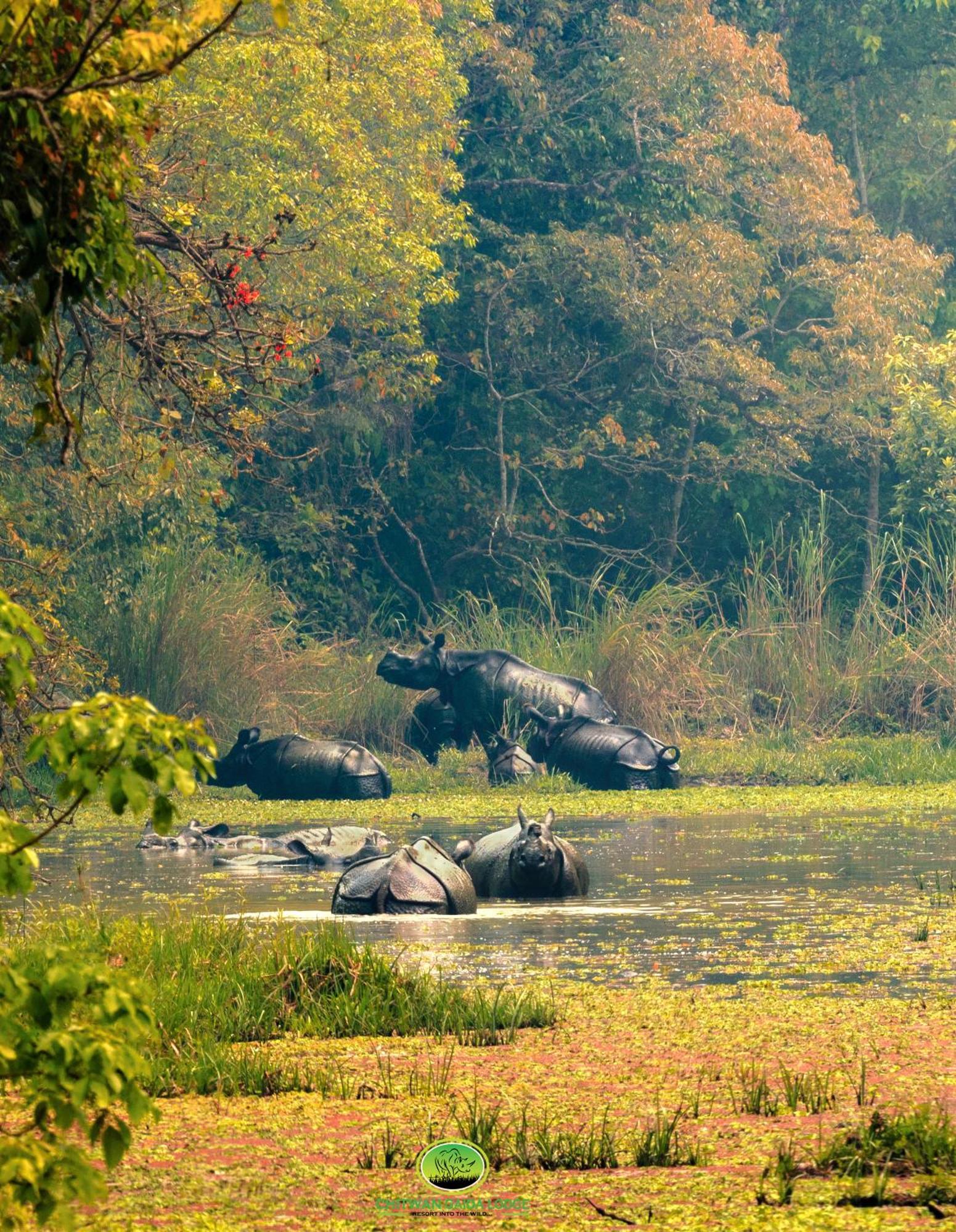 Chitwan Gaida Lodge - Animal Lovers & Birdwatchers Paradise 사우라하 외부 사진