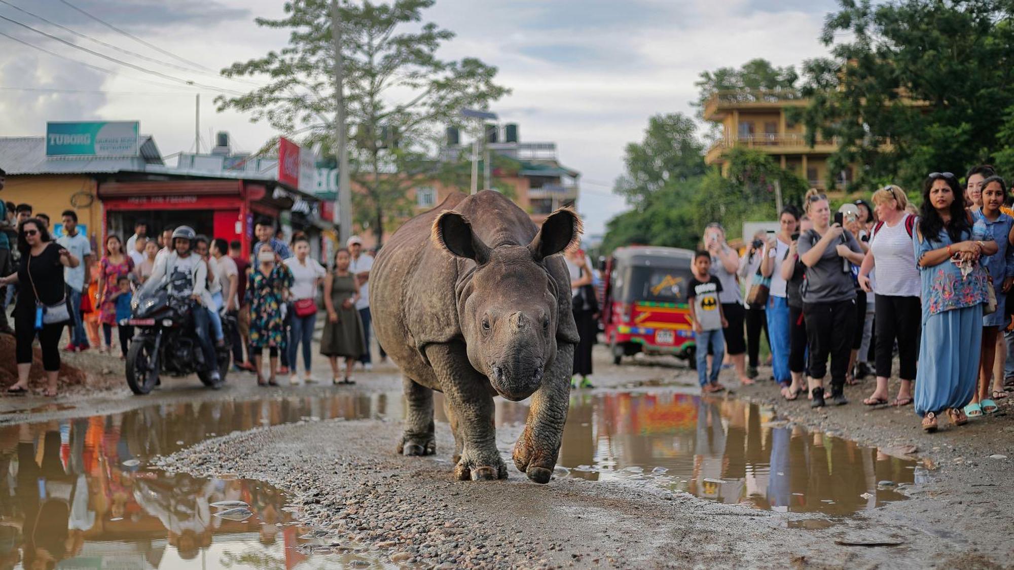 Chitwan Gaida Lodge - Animal Lovers & Birdwatchers Paradise 사우라하 외부 사진